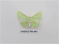 藏品(尺蛾255)的圖片